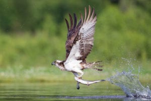 shutterstock_297561971